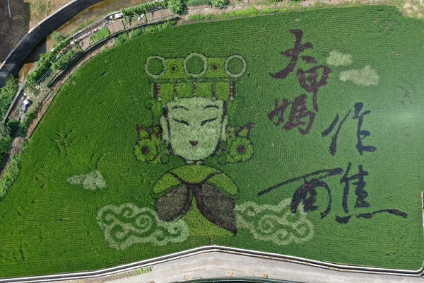 The Yuanli Township Farmers' Association in Miaoli has created a "Dajia Mazu Festival" themed painted rice field for its second-phase rice crop. (Image/Source: United Daily News website)